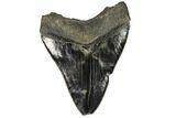 Serrated, Fossil Megalodon Tooth - Georgia #107256-2